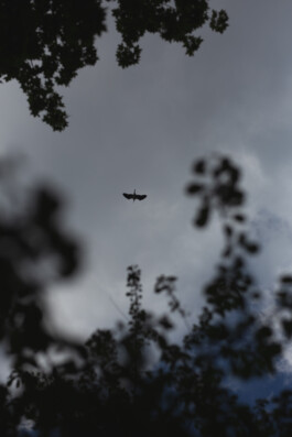  Michael Kuchinke-Hofer