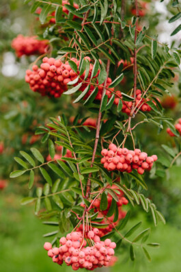  Michael Kuchinke-Hofer