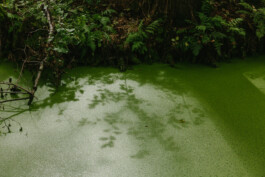  Michael Kuchinke-Hofer