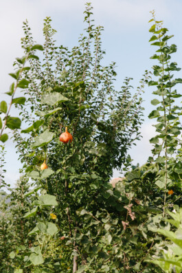  Michael Kuchinke-Hofer
